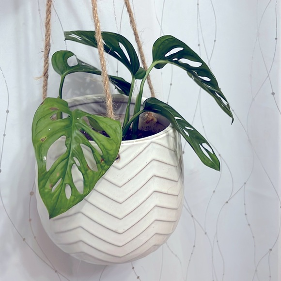 🪴Propagated rooted trimmings - Monstera Adansonii, Swiss cheese plant - Picture 3 of 10